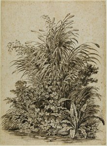 Plants at Water