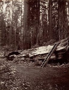 Father of the Forest, 1865-66, Printed ca. 1876