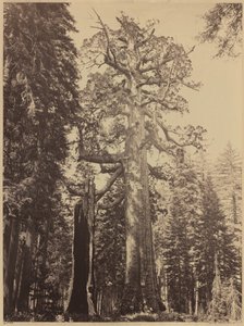 Grizzly Giant, Mariposa Grove, 1861