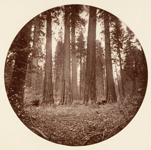 James King of William, Keyston State etc. Calaveras Grove, ca. 1878