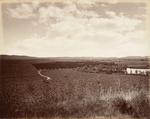 Lake Vineyard and Orange Grove, Los Angeles, 1876, Printed ca. 1876