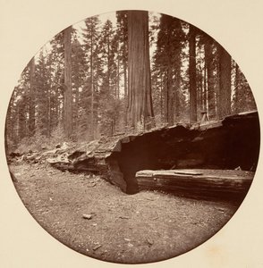 Mammoth Three Grove Hotel, Calaveras Co., Cal.