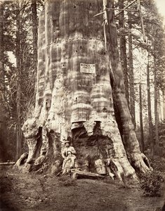 Mother of the Forest
