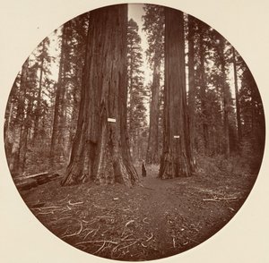 None, ca. 1878
