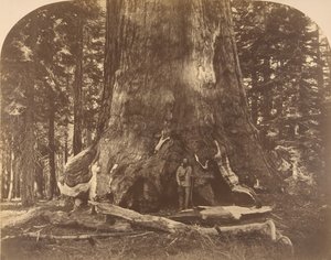 Section of Grisly Giant, Mariposa Grove, 1861