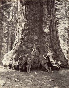 Section of the Grizzly Giant, 101 feet circumference
