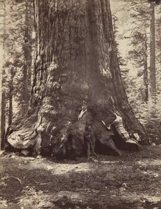 Section of the Grizzly Giant with Galen Clark, Mariposa Grove, Yosemite, 1865-66, Printed ca. 1876