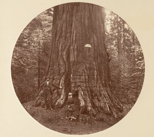 The Empire State - C. Grove, ca. 1878 by Carleton Emmons Watkins