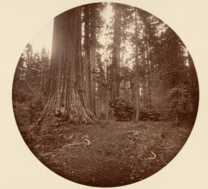 The Father of the Forest - C. Grove