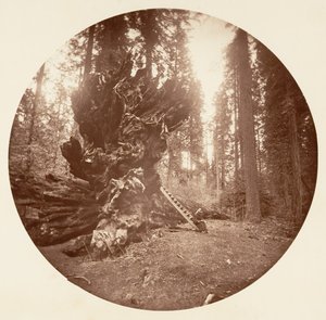 The Father of the Forest - The Horse Back Side, Calaveras Grove