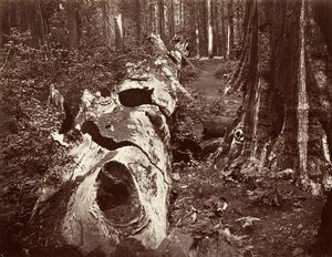 The Father of the Forest, 112 Feet Circumference, Calaveras Grove, 1865-66, Printed ca. 1876