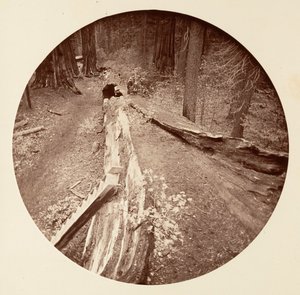 The Father of the Forest 450 Ft Long, C. Grove, ca. 1878