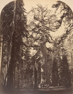 The Grisly Giant, Mariposa Grove, Yosemite
