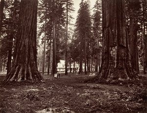 The Hotel from Mammoth Grove, ca. 1872, printed ca. 1876