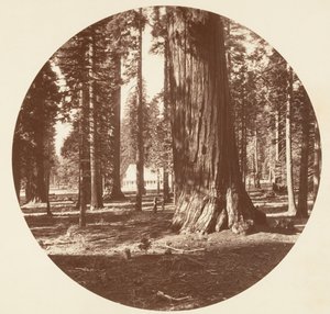 The Mammoth Grove Hotel from the Grove - Calaveras