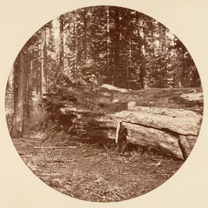 The Miners Cabin - Calaveras Grove by Carleton Emmons Watkins