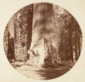 The Mother of the Forest - Calaveras Grove, ca. 1878