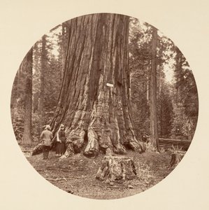 The Pride of the Forest - Calaveras Grove