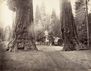 The Sentinels, 315 Feet, Yosemite, ca. 1872, printed ca. 1876