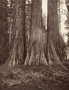 The Three Graces, 272 feet, 1865-66, printed ca. 1876