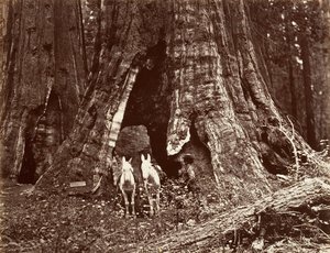 The Tripod, 94 feet circumference, 1865-66, printed ca. 1876