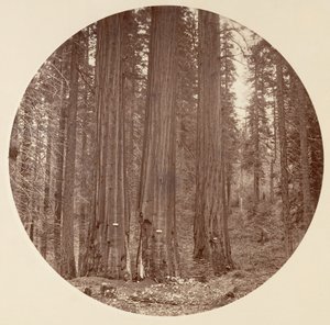 Yosemite National Park, California, ca. 1878