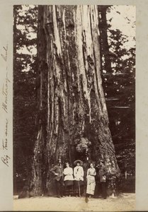 Big Trees near Monterey, California
