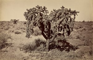 Cactus, Arizona Desert