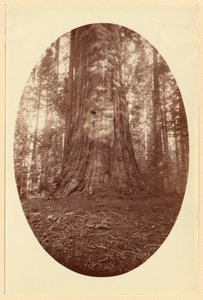 Empire State Calaveras Grove