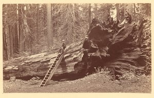 Father of the Forest Calaveras Grove