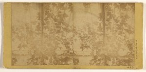 Grape Vines by Carleton Watkins