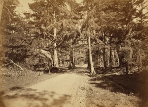 Monterey, California. Moss Avenue, 18 Mile Drive by Carleton Watkins