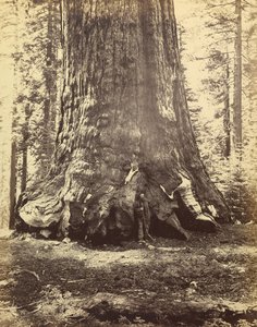 Section of the Grizzly Giant