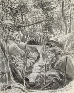 Jungle Study