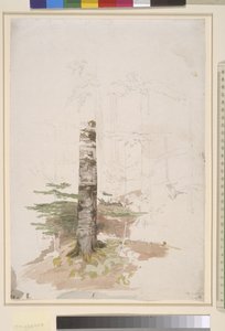 Study from the Interior of a Pine Forest