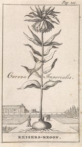 Crown Imperial by Caspar Luyken