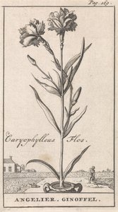 Title Page and Eight Prints with Flowers