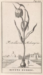 Title Page and Eight Prints with Flowers by Caspar Luyken