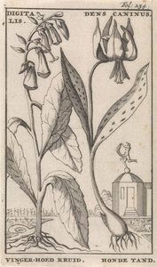 Title Page and Eight Prints with Flowers
