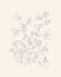 Botanical Flower Study