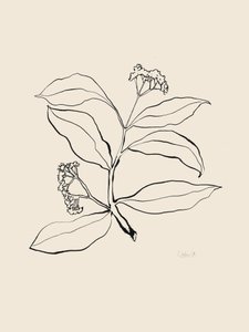 Botanical Line Drawing by Catalina Somolinos