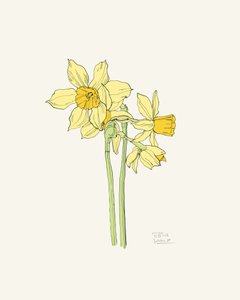 Bright Yellow Daffodils by Catalina Somolinos