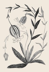 Delicate Botanical Sketch by Catalina Somolinos