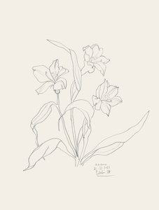 Elegant Floral Line Art by Catalina Somolinos