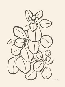 Organic Leaf Drawing