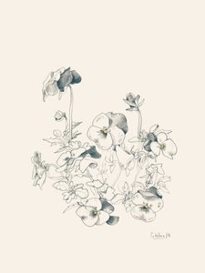 Pansy Botanical Sketch