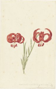 Red Lily
