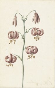 Twig with Reddish-Brown Lilies