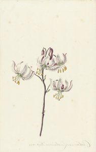 Branch with Four White Lilies by Catharina Lintheimer