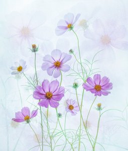Dreamy Pink Cosmos